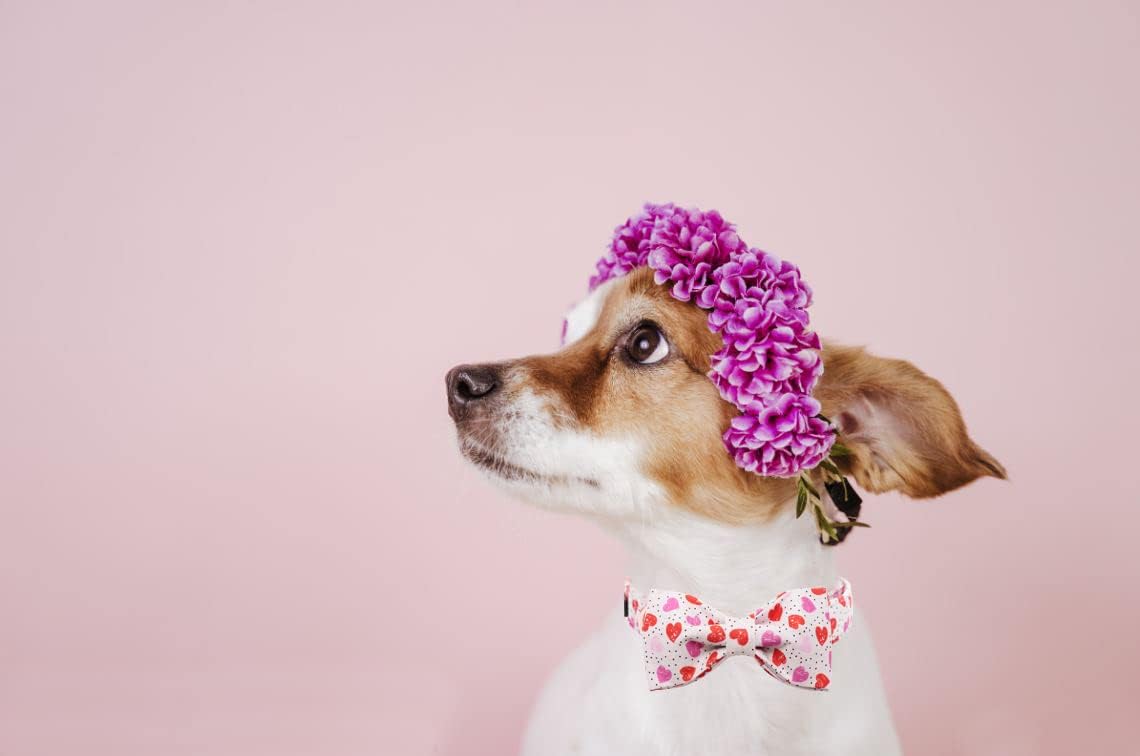 Lionet Paws Valentines Day Dog Collar with Bowtie, Dog Bowtie Collar with Metal Buckle for Dogs and Cats, Adjustable Comfortable Dog Collar Girl Boy Gift,XXS, Neck 7-11 in