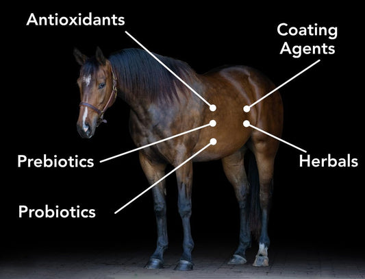 Gastro-Plex (6 lb) Supports Gut Health and Hindgut Digestion in Horses