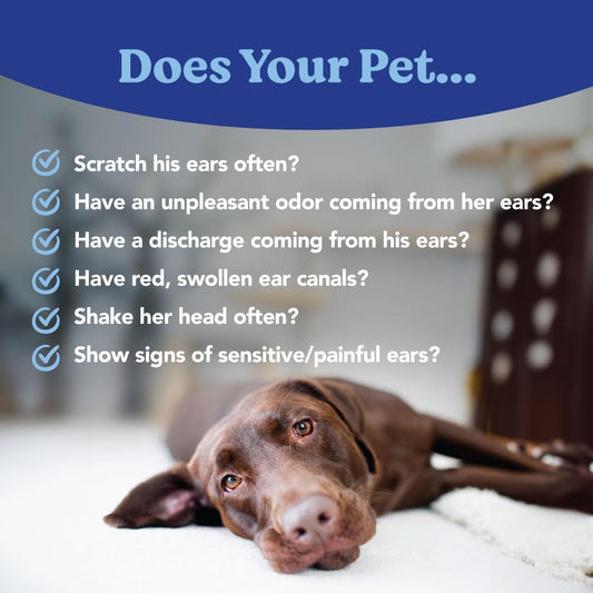 ANGELSβ EYES Zinc-Otic Ear Relief Treatment for Dogs and Cats Soothe Ear Infections Calm Itchy Inflamed Ears Natural BA and Zinc Formula 1 Ounce