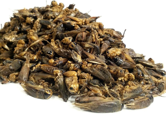 Aquatic Foods Inc. Crickets - Freeze Dried Crickets for Tropical Fish, Reptiles, Turtles, Tortoises Frogs, Hamsters, Birds, Rodentsā¦8oz Med Jar