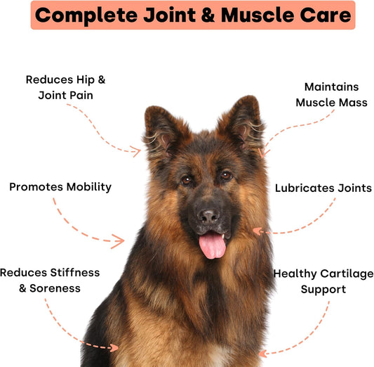 Joint & Recovery | 2-in-1 Joint & Muscle Chews. Help Reduce Pain & Increase Daily Activity. Helps with Arthritis and Pain Prevention. Tasty Trout Flavor.