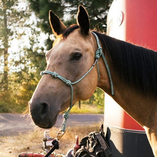 Horse Rope Training Halter - 4 Knot 1/4" Stiff Halter Cord - Used by Famous Trainers Multiple Sizes Multiple Colors