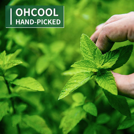 Nature Treats for Small Animals Dried Mint Leave 12 OZ - Dust Free Natural Green Fresh for Pets Rabbits, Rich in nutrients Alleviate Digestive Improve The Oral Health of Pets