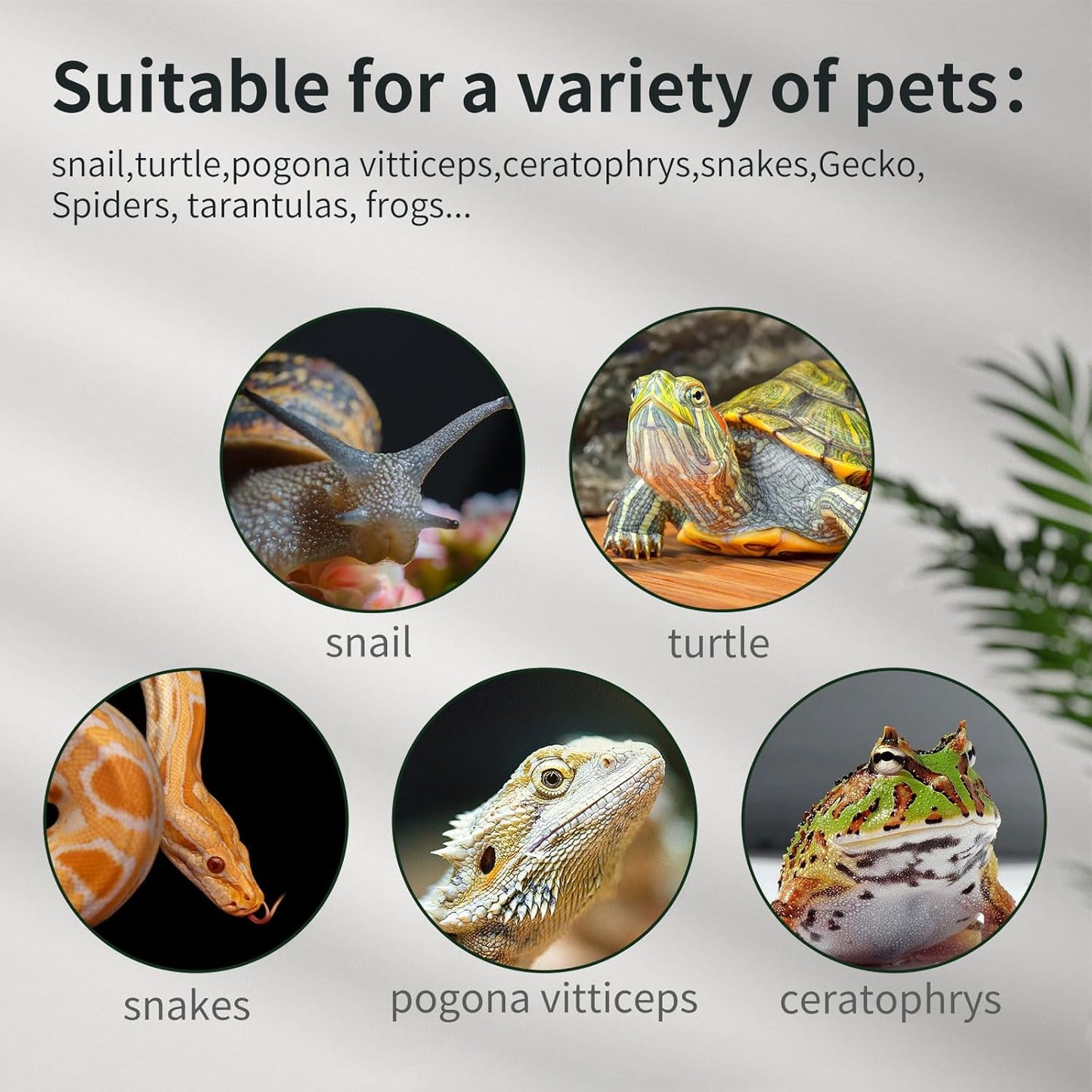 Reptile Glass Terrarium Tank 12"*8"*6",Small Cage Full View with Top Screen Ventilation Habitat Enclosure for Tarantula,Frog,Gecko,Insects,Spiders,Snakes,Hermit Crab,Turtle,Ball Python