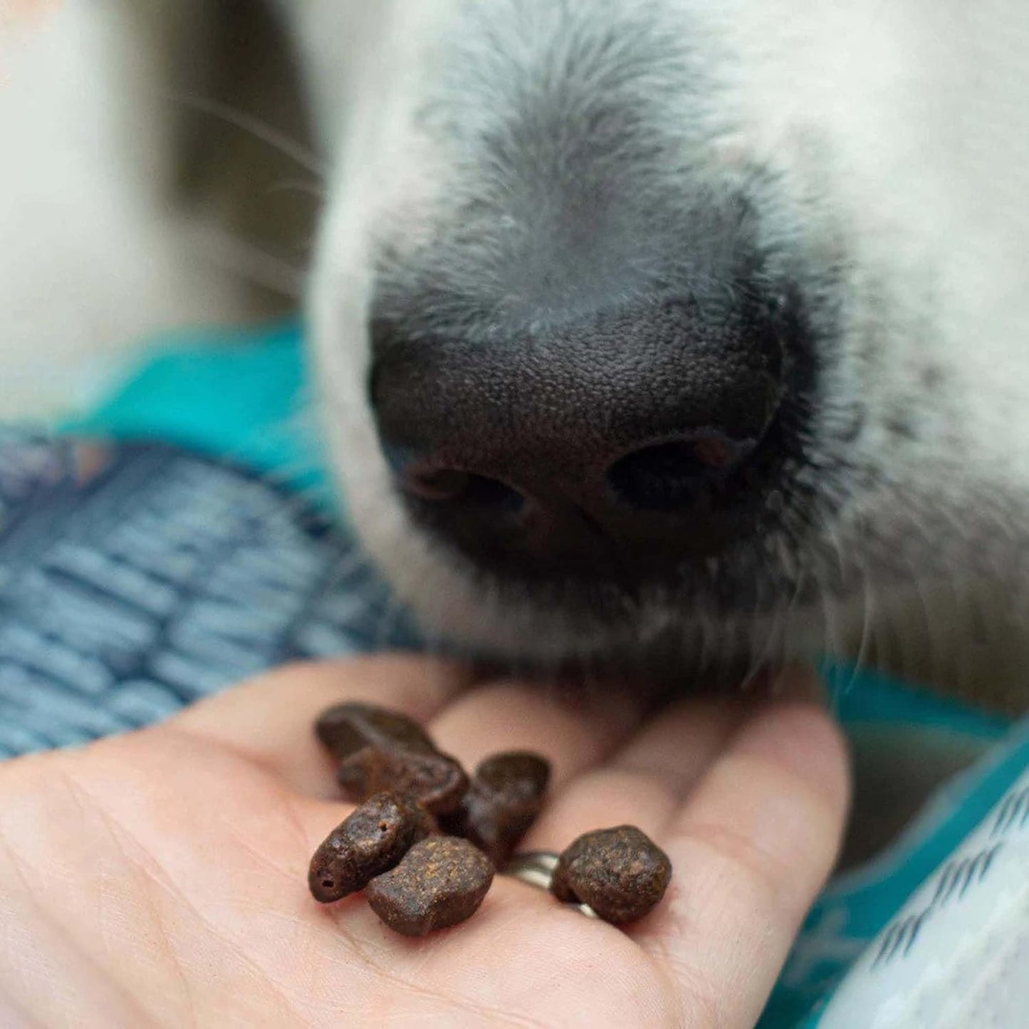 SKIPPER'S Fish Training Treats for Dogs - 80% Steamed Salmon & Trout, Grain Free Puppy Training Treats, All Natural Ingredients No Additives, Good for Digestion, Rich in Omega 3 | 17.5 Oz