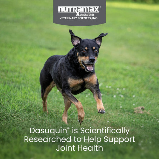 Nutramax Dasuquin for Small to Medium Dogs, Joint Health Supplement, Contains Glucosamine for Dogs, Plus Chondroitin, ASU and More, Supports Healthy Joints, Soft Chews, 84 Count