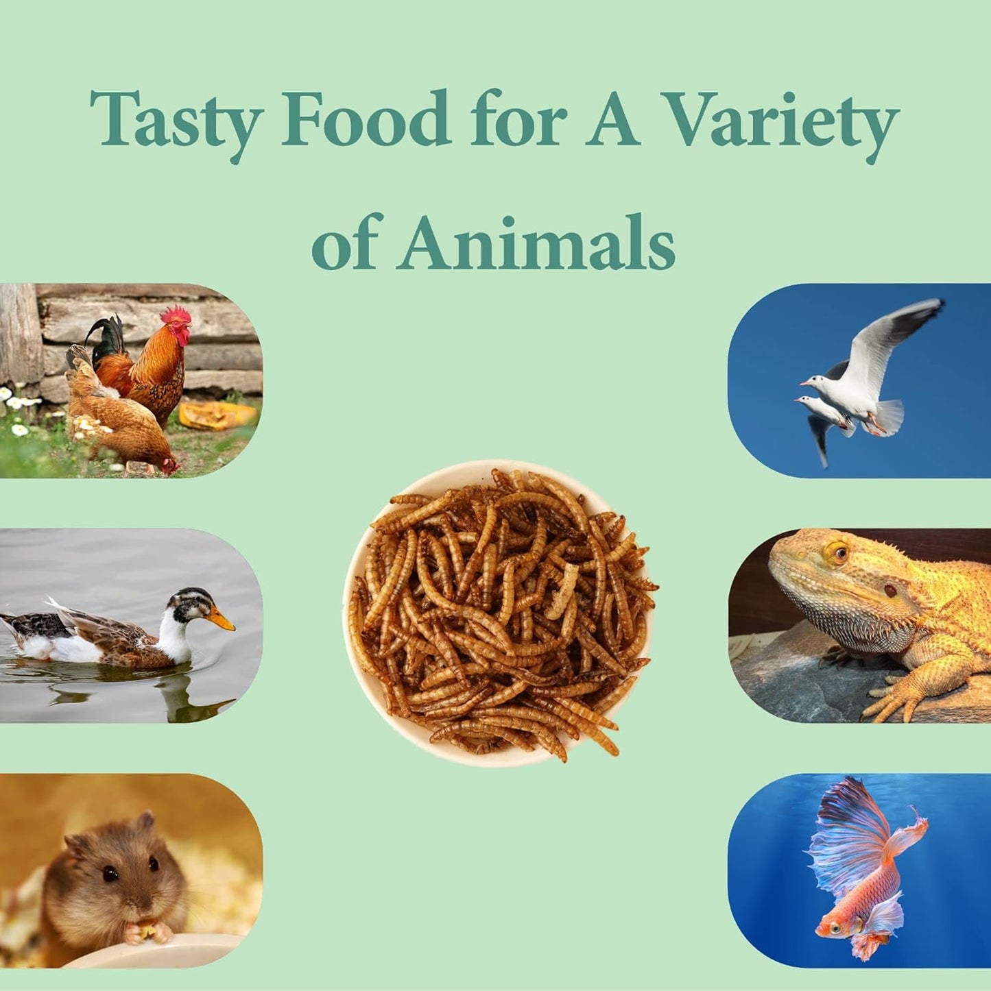 3LB Dried Mealworms, Great Treat for Chicken, Duck, Birds, Reptile, Hamster,Hedgehog, Pigeon