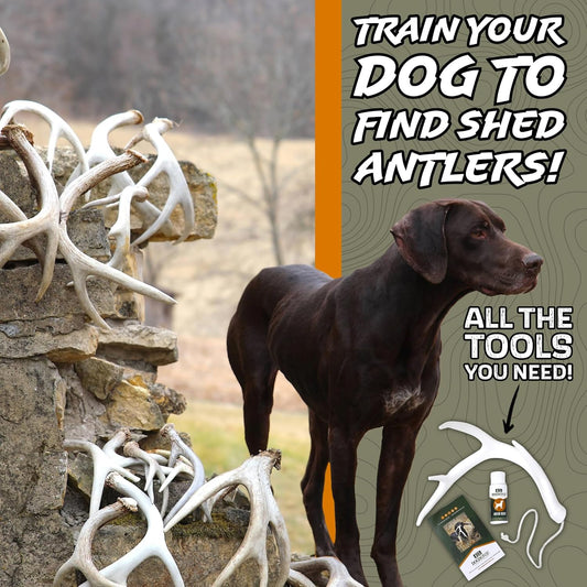 DogBone Shed Hunting Dog Training Kit β Train Your Puppy to Find Deer Antlers - Includes 2 oz Scent for Nosework & Flexible Floating Dummy for Retrieving - Perfect for Whitetail Hunters