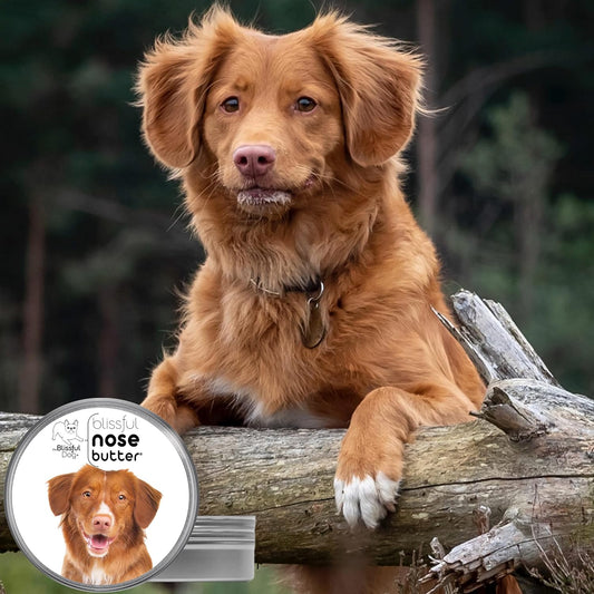 The Blissful Dog Nova Scotia Duck Tolling Retriever Unscented Nose Butter - Dog Nose Butter, 16 Ounce