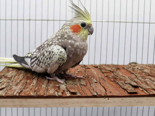 15.7 Γ 11.8 inch Large Bird Perch Stand Platform, Natural Wooden Small Animals Cage Accessories, Rectangle Stand Perch Shelf for Parrot Parakeet Cockatiel Rat Hamster Guinea Pig Conures Chinchillas