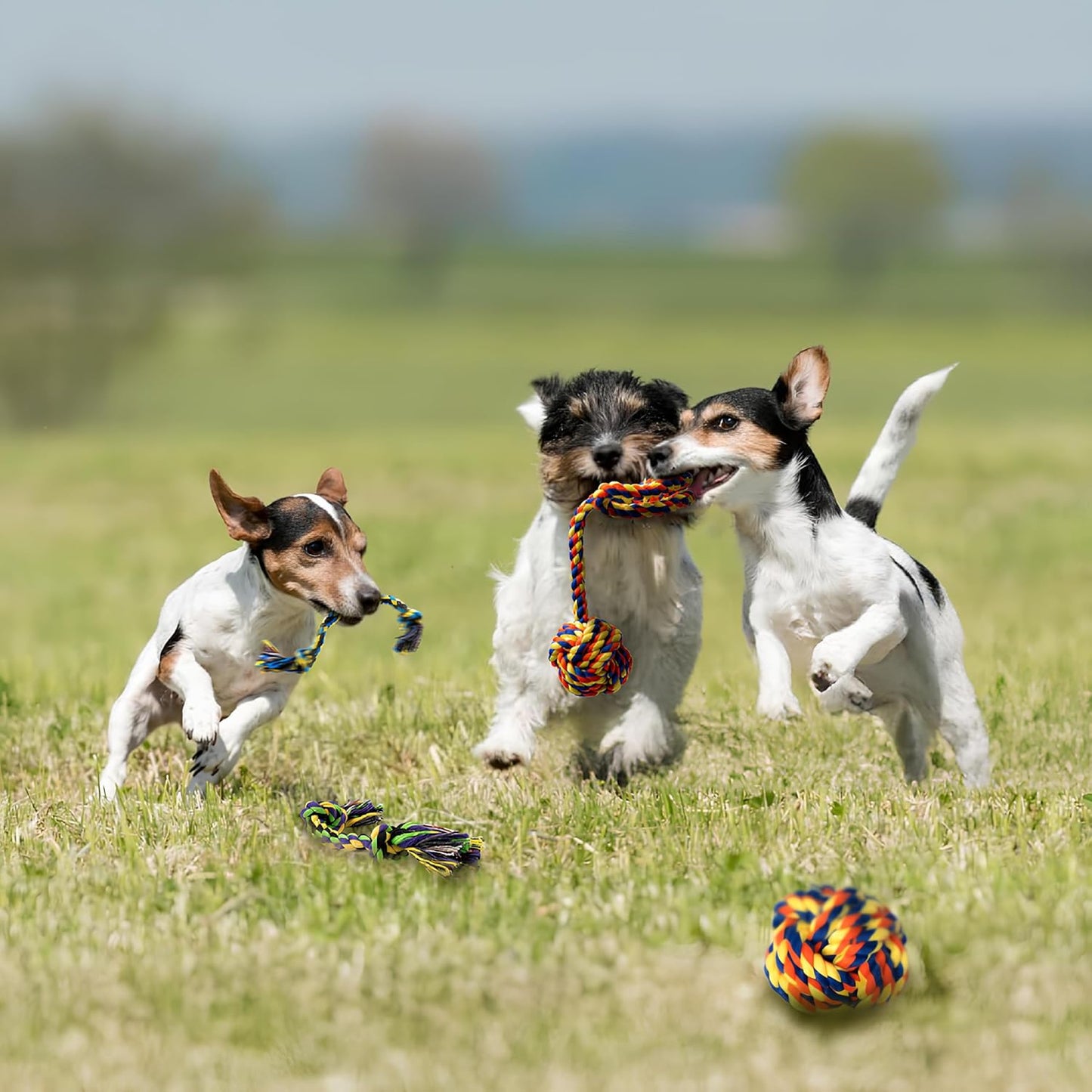 Puppy Teething Toys for Small Dogs, 5 Pack Cotton Puppy Dog Rope Toy for Small Dogs, Durable Dog Chew Toys for Aggressive Chewers Small Breed, Interactive Tug of War Puppy Toys to Keep Them Busy
