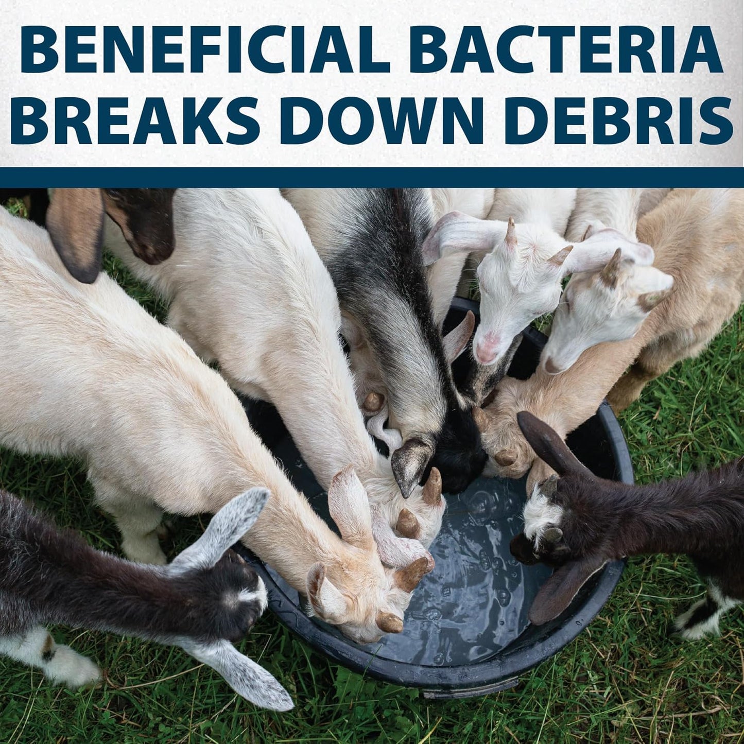 Airmax Stock Tank Defense, Livestock Water Trough Cleaner, Clean Drinking Tanks for Horse, Cattle, Goat & Chicken, Safe & Easy-to-Use Cleaning Tablet Treatment for Farming & Agricultural Use, 6 Tabs