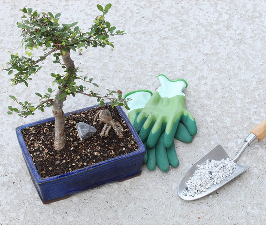 Horticultural Bonsai Pumice Soil Amendment (2 LB), Supplement for Bonsai and Cactus Indoor Plants