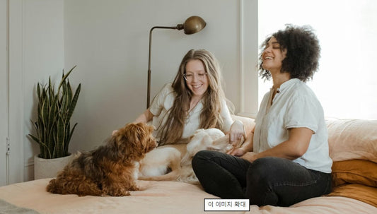 Pet relaxing comfortably at home showing seasonal care for year round comfort
