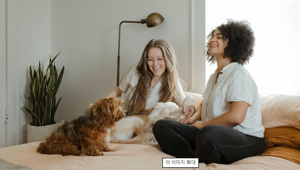 Seasonal Pet Care Tips: Keeping Your Pet Comfortable All Year Round