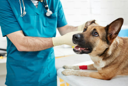 Dog resting comfortably at home after surgery with a calm recovery environment