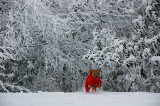 👉 Winter Essentials for Pets: 10 Products Every Pet Owner Needs
