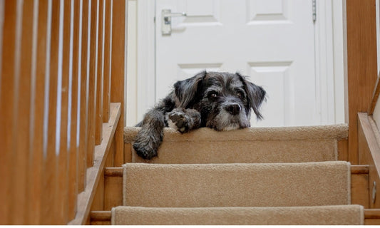 Too Cold to Walk Your Dog? Indoor Exercise Ideas for Winter