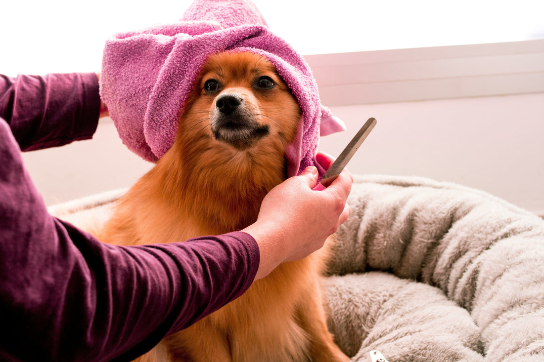 Dog being gently bathed at home to show proper dog bathing frequency and care
