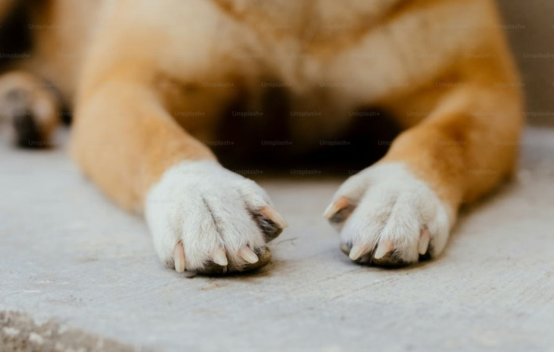 Close up of a dog’s front paws showing paw pads and fur, commonly affected by excessive licking