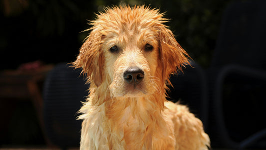 Happy dog being gently dried after a bath, showing healthy skin and clean paws