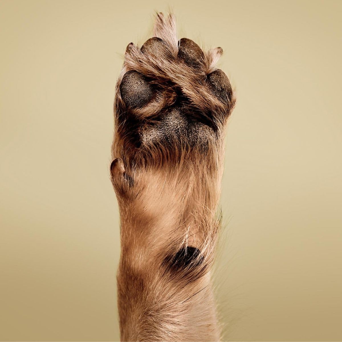 Paul Mitchell Pet Soothing Oatmeal Conditioning Spray, Gentle Formula, Grooming Spray for Dogs, 8.5 fl. oz