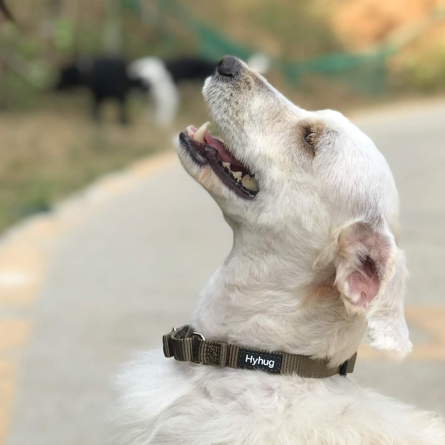 Hyhug Martingale Dog Collar Without Buckle: Escape-Proof, No Slip Heavy Duty Nylon, Colorfast Adjustable Pet Supplies for Small Breeds(Small, Military Green)