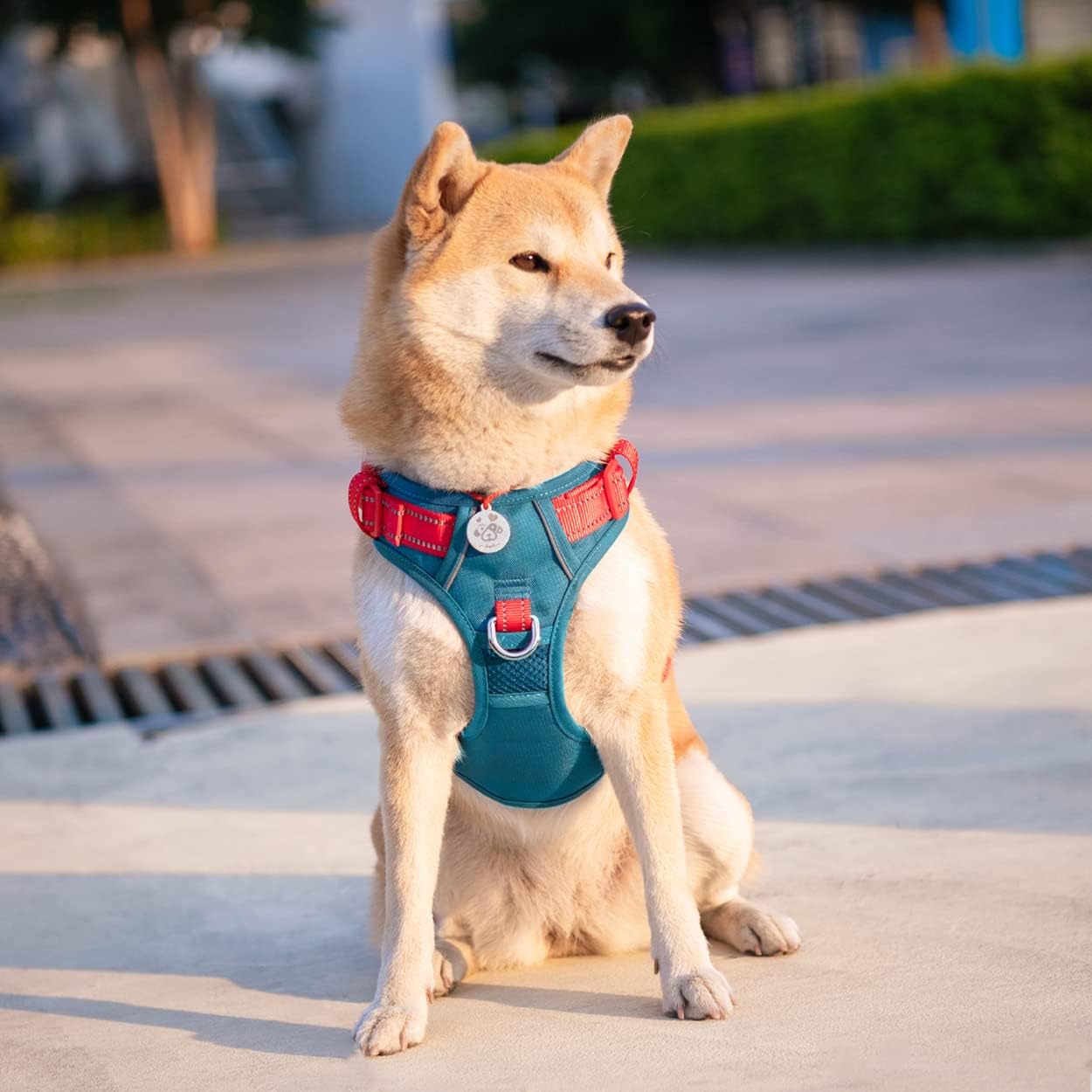 PHOEPET No Pull Dog Harness, Unique Colors Reflective Adjustable Dog Vest, with Soft Training Handle Metal Clips for Small Medium Large Dogs (Teal Base & Red Straps,XS)