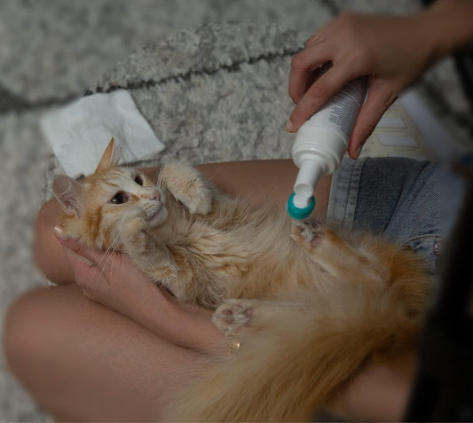 Hi Pet Dog Paw Cleaner Foam with Built-in Paw Scrubber Brush, Paw Cleaner for Dogs and Cats, Cat and Dog Paw Moisturizer, Effortless and Easy-to-Use Bottle Design Dog Feet Cleaner, 5.07 Fl Oz