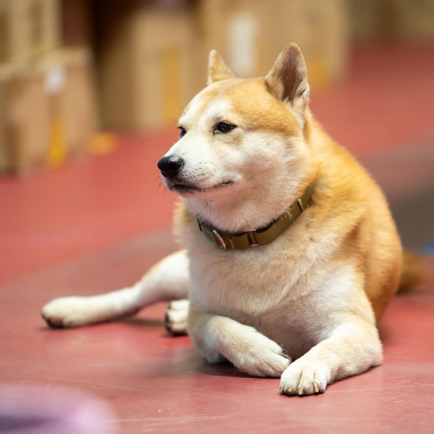 Hyhug Pets Premium Upgraded Heavy Duty Nylon Anti-Escape Martingale Collar for Boy and Girl Dogs Comfy and Safe - Professional Training, Daily Use Walking. (Army Yellow, Medium)