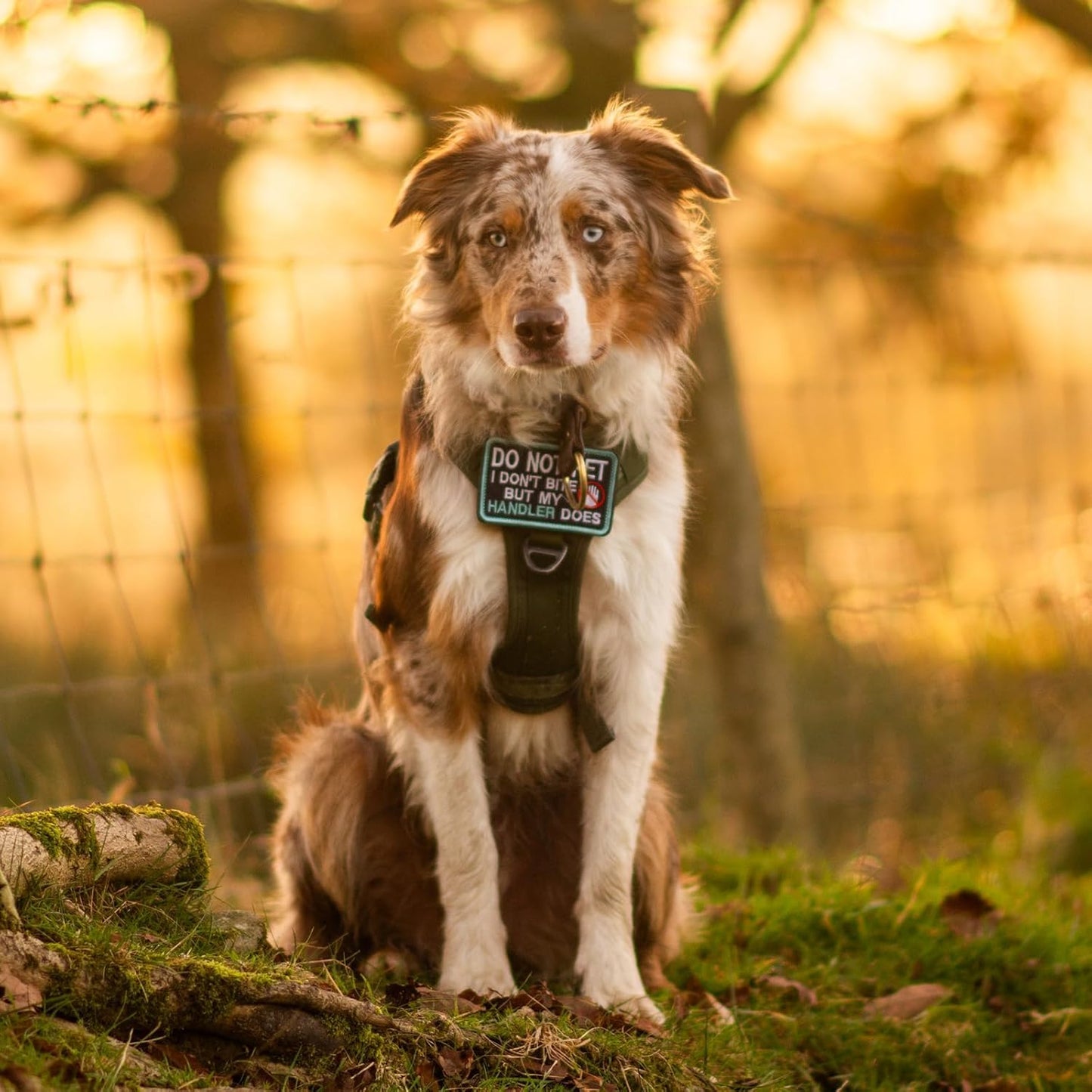 rabbitgoo Dog Harness Small Sized No Pull, Tactical Service Pet Vest with Molle and Control Handle, Adjustable and Reflective Military Harness for Easy Walking and Training, Red, S