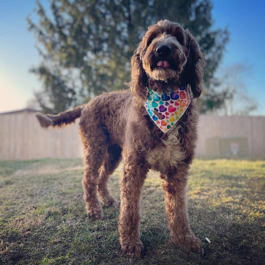 Lionet Paws Valentine's Dog Bandana,Fabric Love Dogs Kerchief for Medium Large Dogs,Dog Triangle Cotton Scarf for Girl Boy