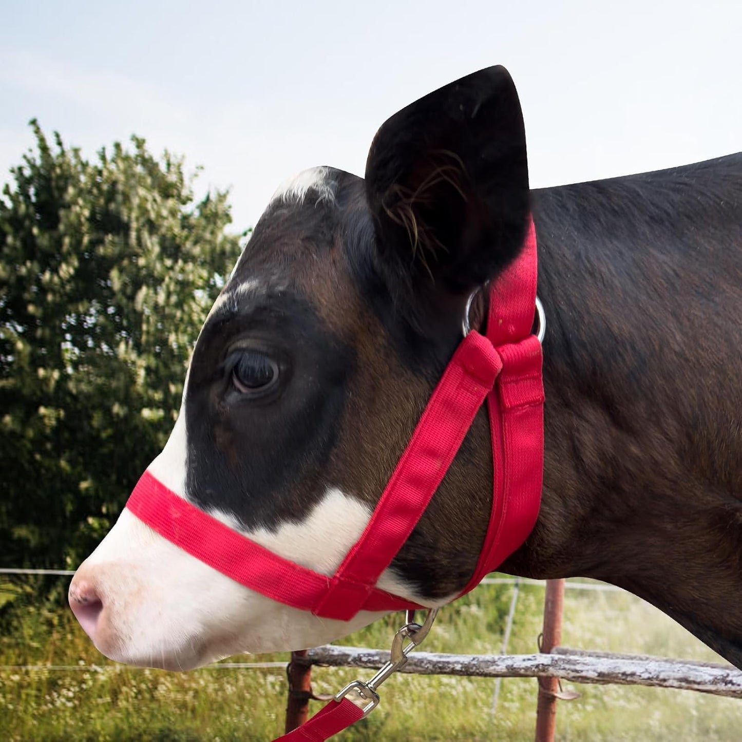 XUANNIAO Easily Adjustable Figure 8 Cow Halter, Double-Ply Premium Livestock Cattle Halters, Colorful Cow Utility Calf Halter with Leading Rope for Miniature Horse Donkey Goat Foal (Medium, Red)