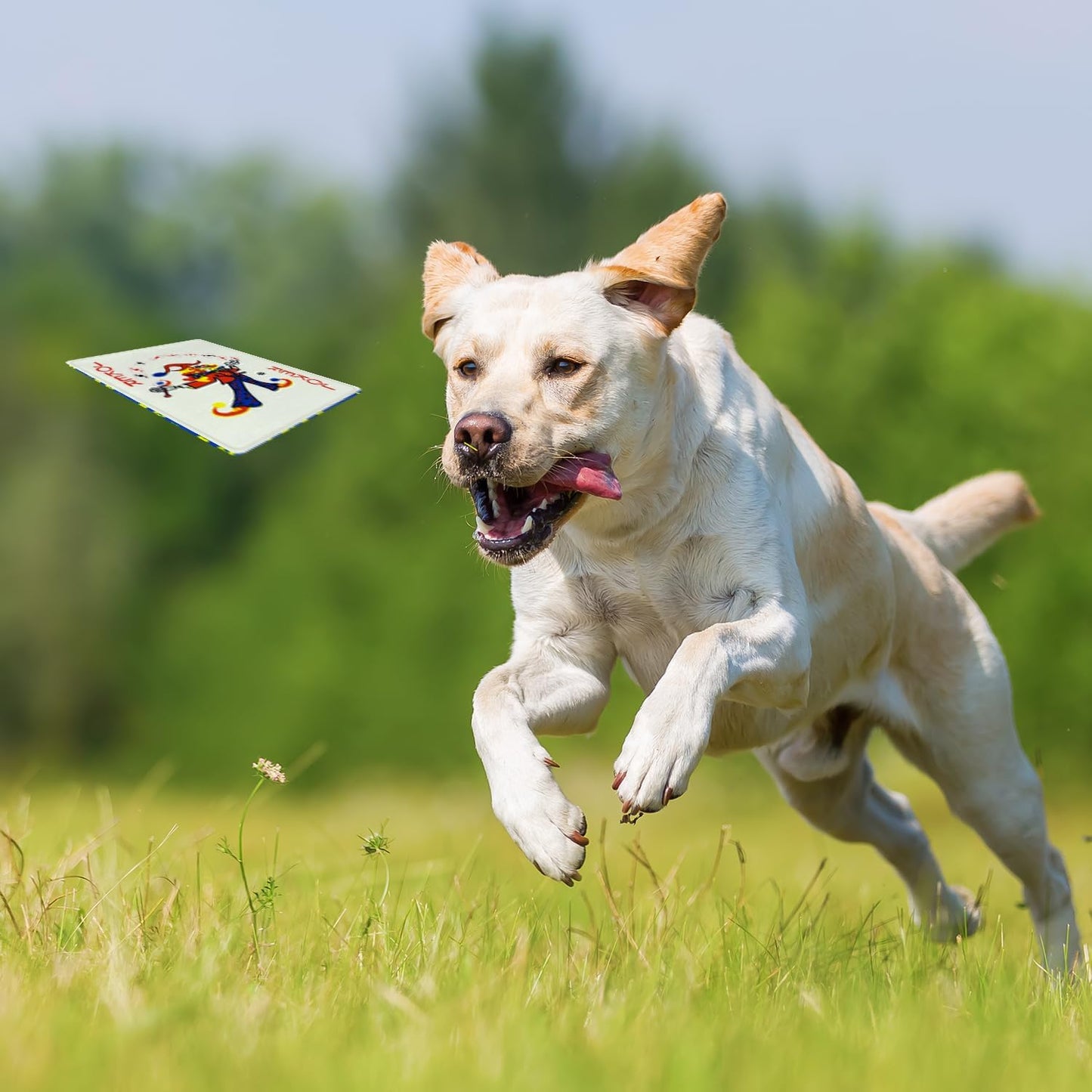 15PCS Funny Poker Dog Toys- Plush Interactive Toys with Crinkle Paper for Small, Medium Puppies- Fun Novelty Play- Cool Stuffed Gifts for Dog Birthday(Black)