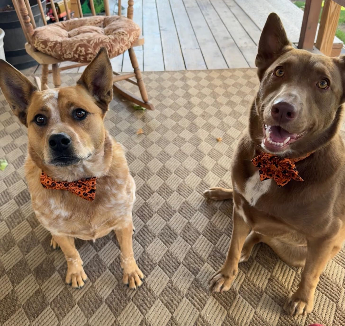 Lionet Paws Halloween Dog Collar with Bowtie - Cute Cotton Adjustable Fall Bowtie Dog Collar with Metal Buckle for Small Medium Large Dog Girl Boy Gift, XXS, Neck 7-11in