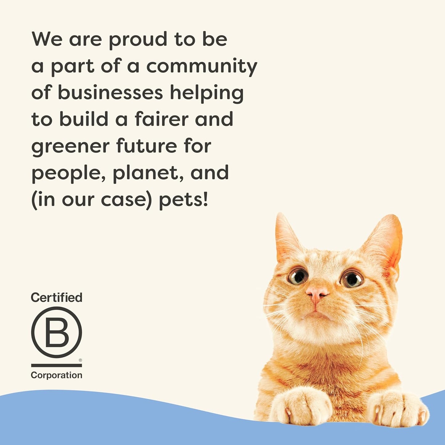 Applaws Vitality Wet Cat Food Paté, Natural Canned Cat Food, Wet Food for Cats with Added Vitamins and Minerals, Grain Free, Carrageenan Free, Fish Variety Selection Paté (12 Count, 5.5 oz Cans)