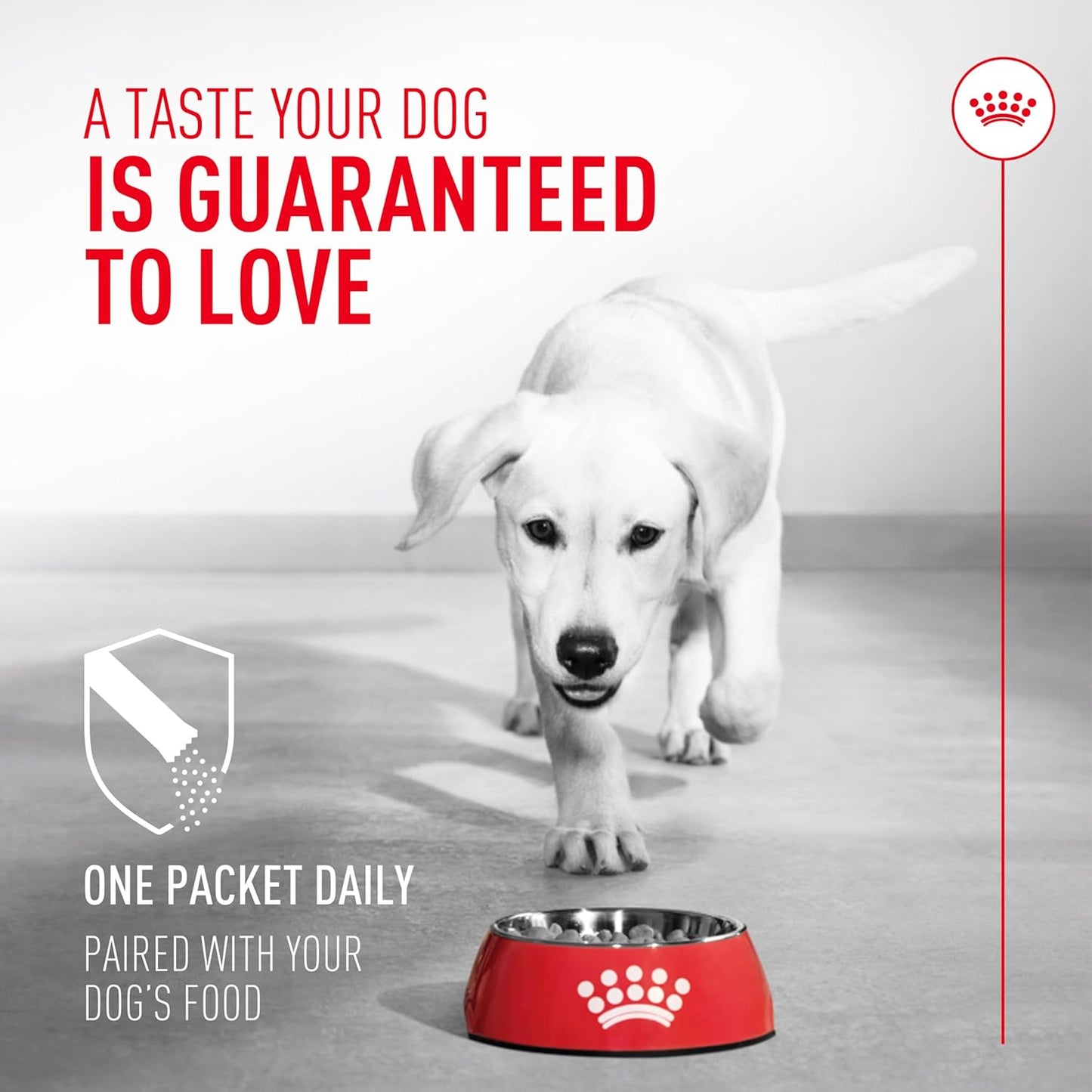 Royal Canin Probiotics for Dogs Digestive and Immune Health Powder Supplement for Canines of All Ages, 30 Count