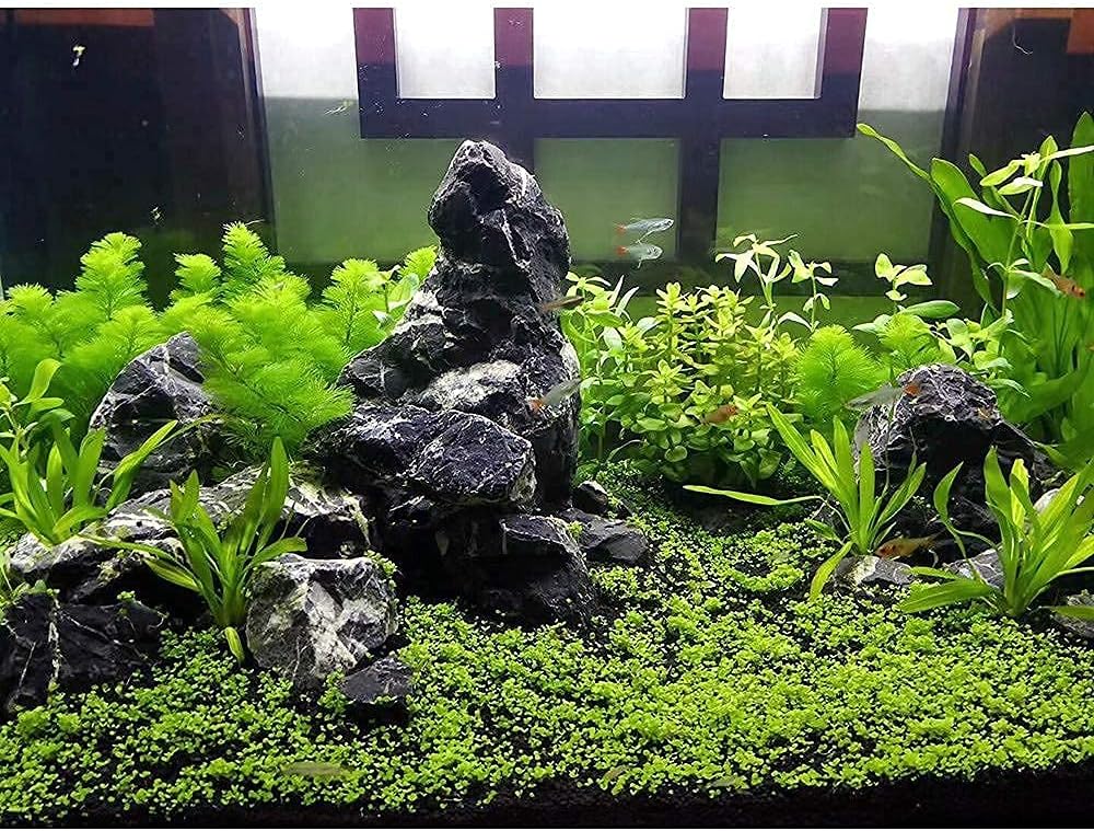 LANDEN Natural Tonwa Stones Slate Stones for Aquariums Terrariums, Paludarium,Vivariums, Reptile and Amphibian Enclosures (17lbs, 2 to 8 inches)