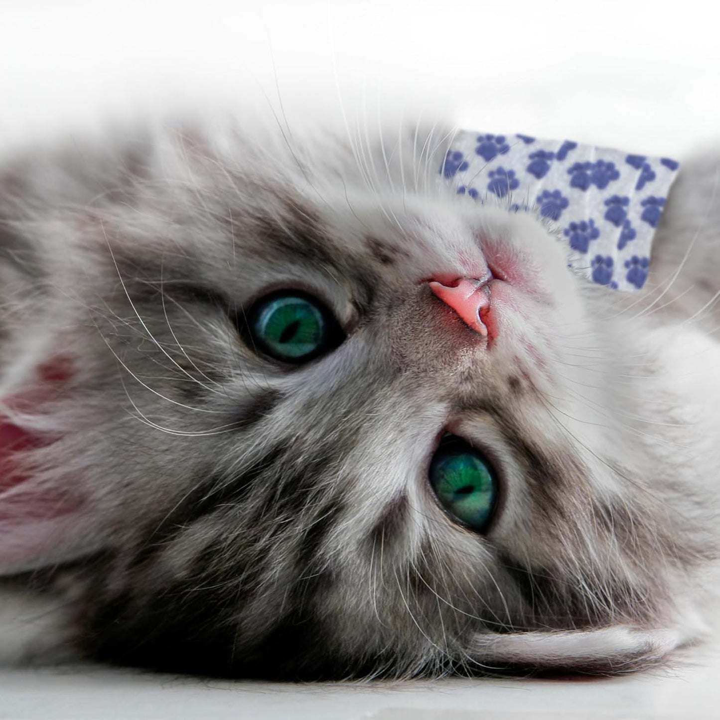 PetFlex Paw Pack – Flexible Self-Adhering Elastic Bandage for Wound Care – First Aid Wrap for Small Animals Like Dogs, Cats, and Other Pets - 2 inch, 6 Rolls