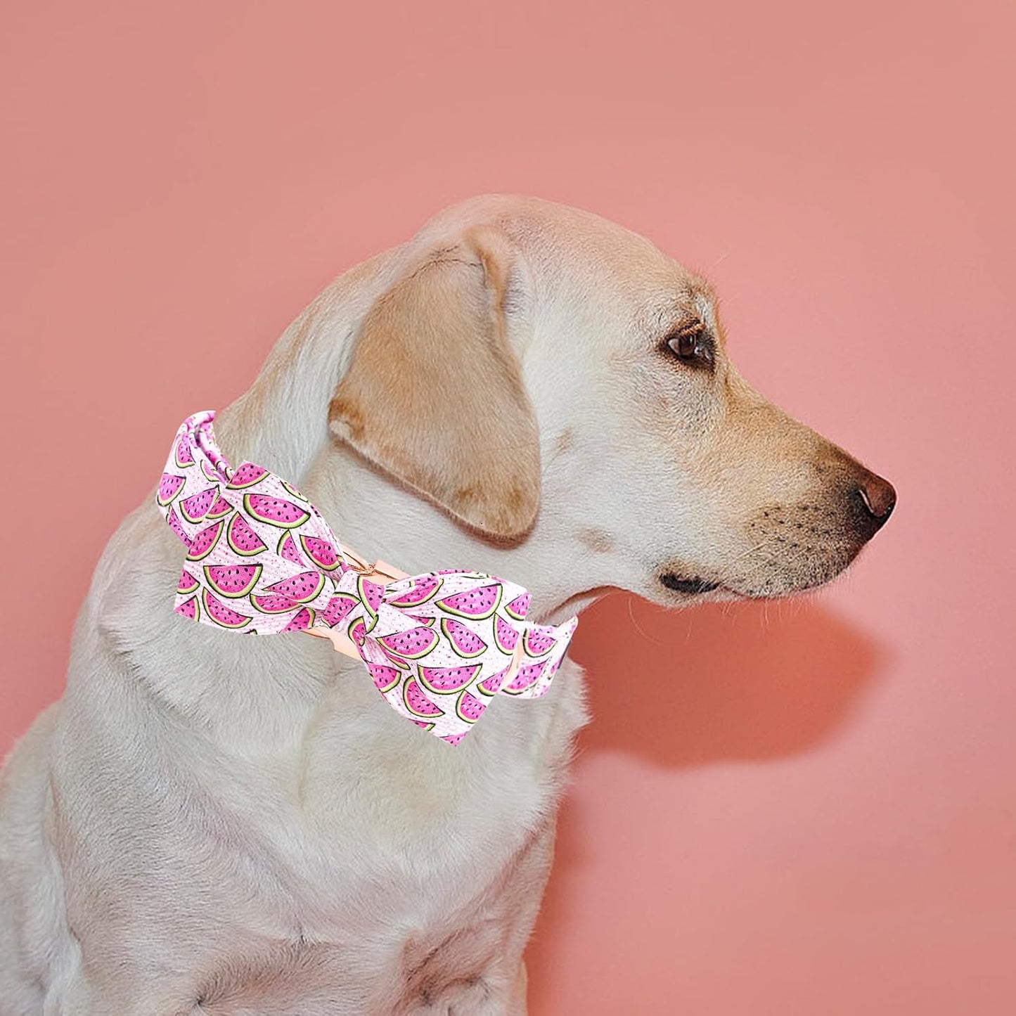 Elegant little tail Dog Collar, Watermelon Print Pet Collar Summer Dog Collar Durable Metal Buckle Dog Collars Cotton Pet Adjustable Dog Collars for X-Large Dogs
