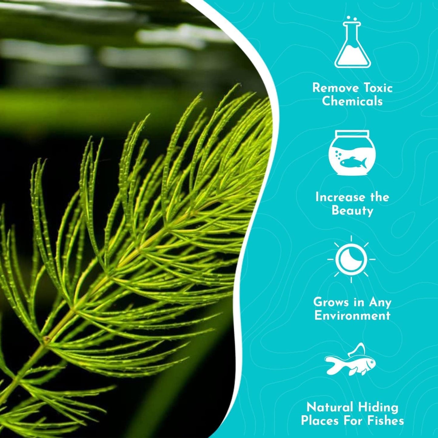 Live Aquarium Hornwort Coontail Bunch Plants - Excellent Oxygenator - Easy to Maintain Plant - Removing Excess Nitrates - Promote High Water Quality - 3-5 Stems Per Bunch - Pack 1