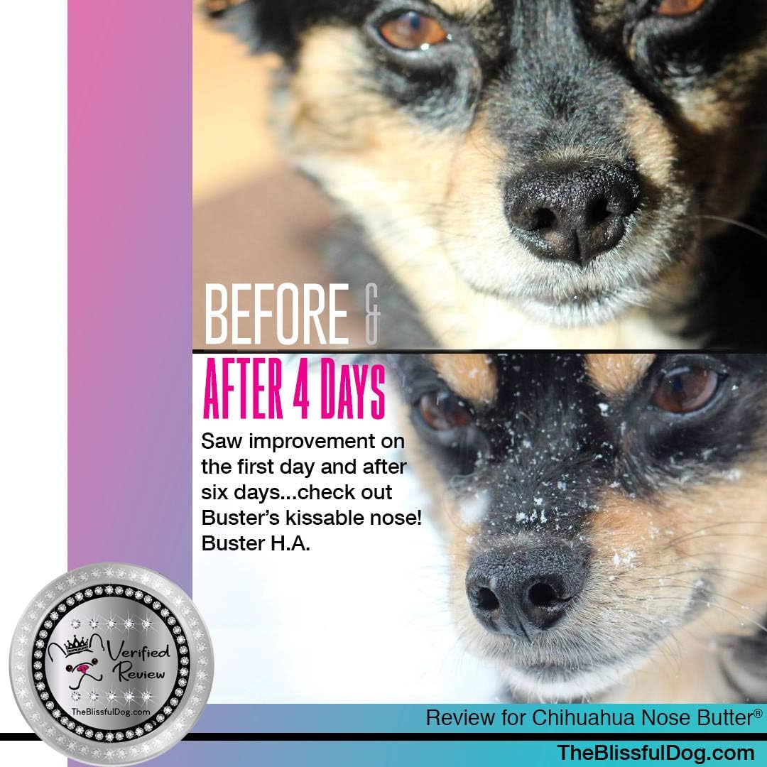 The Blissful Dog Smooth Coat Chihuahua Nose Butter for Dry, Cracked Skin, Lick-Safe Dog Nose Balm with Moisturizing Shea Butter, Almond, Olive, and Essential Oils, Pet Supplies, Uncented, 1 oz.