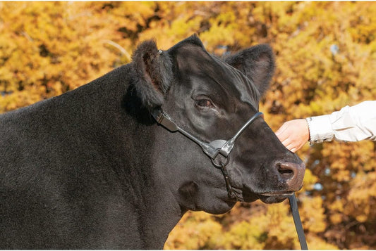 Weaver Livestock Leather Magic Show Cattle Halter, Adjustable, Modern Style Cow Calf Halter, Livestock Handling Equipment for Showing, Black