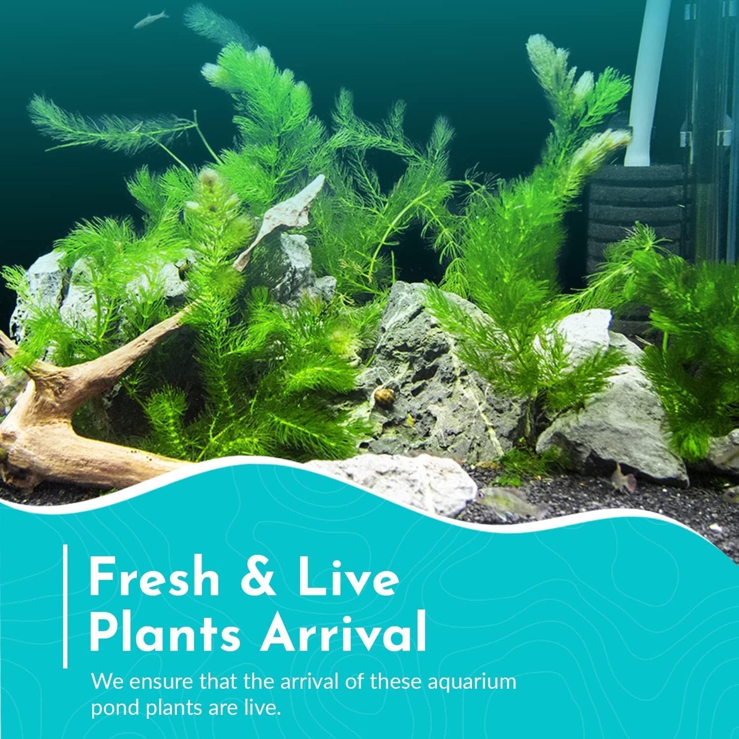 Live Aquarium Hornwort Coontail Bunch Plants - Excellent Oxygenator - Easy to Maintain Plant - Removing Excess Nitrates - Promote High Water Quality - 3-5 Stems Per Bunch - Pack 1