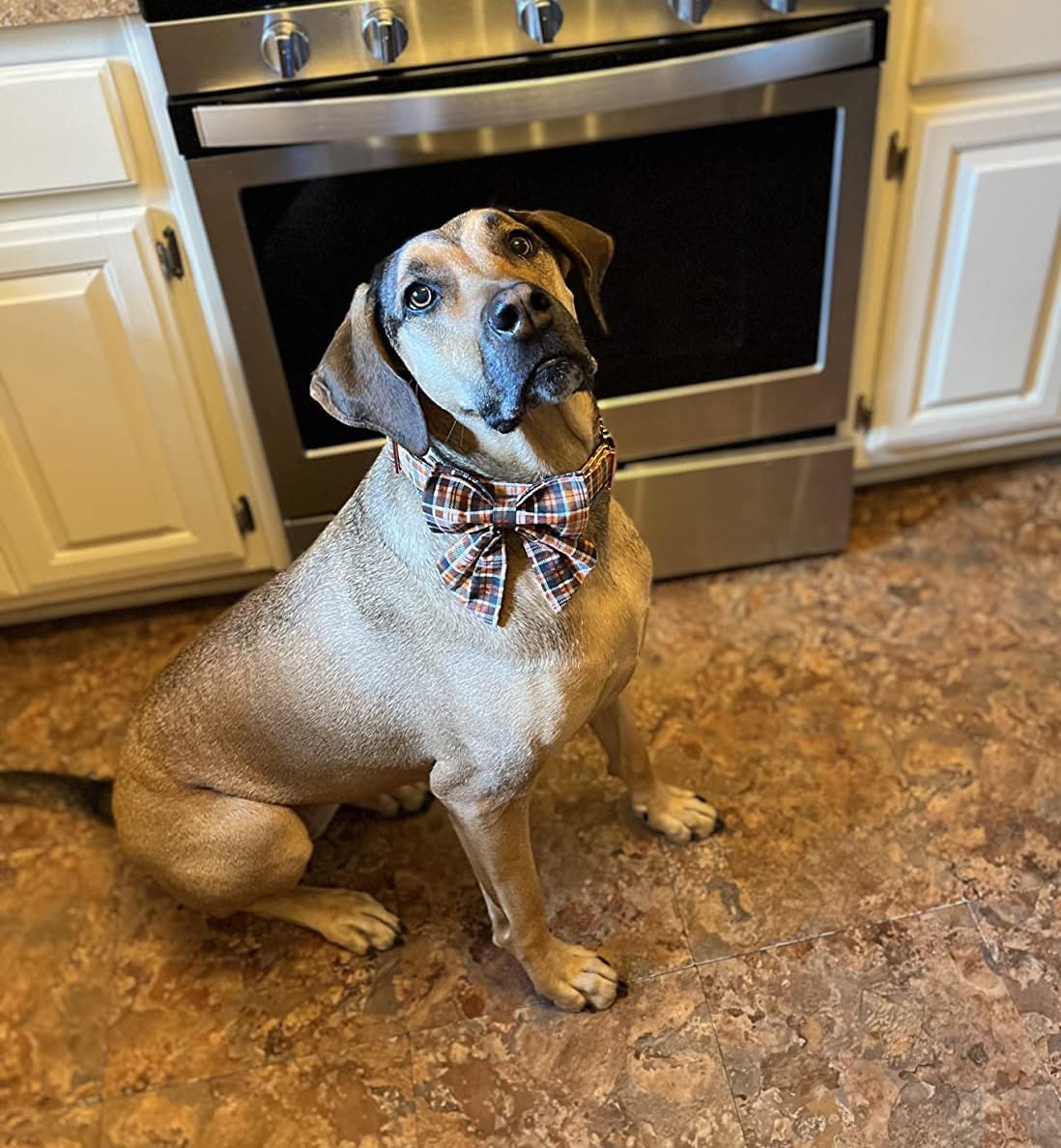 Lionet Paws Halloween Dog Collar with Bowtie - Cute Cotton Adjustable Fall Bowtie Dog Collar with Metal Buckle for Small Medium Large Dog Girl Boy Gift, XL, Neck 16-26in