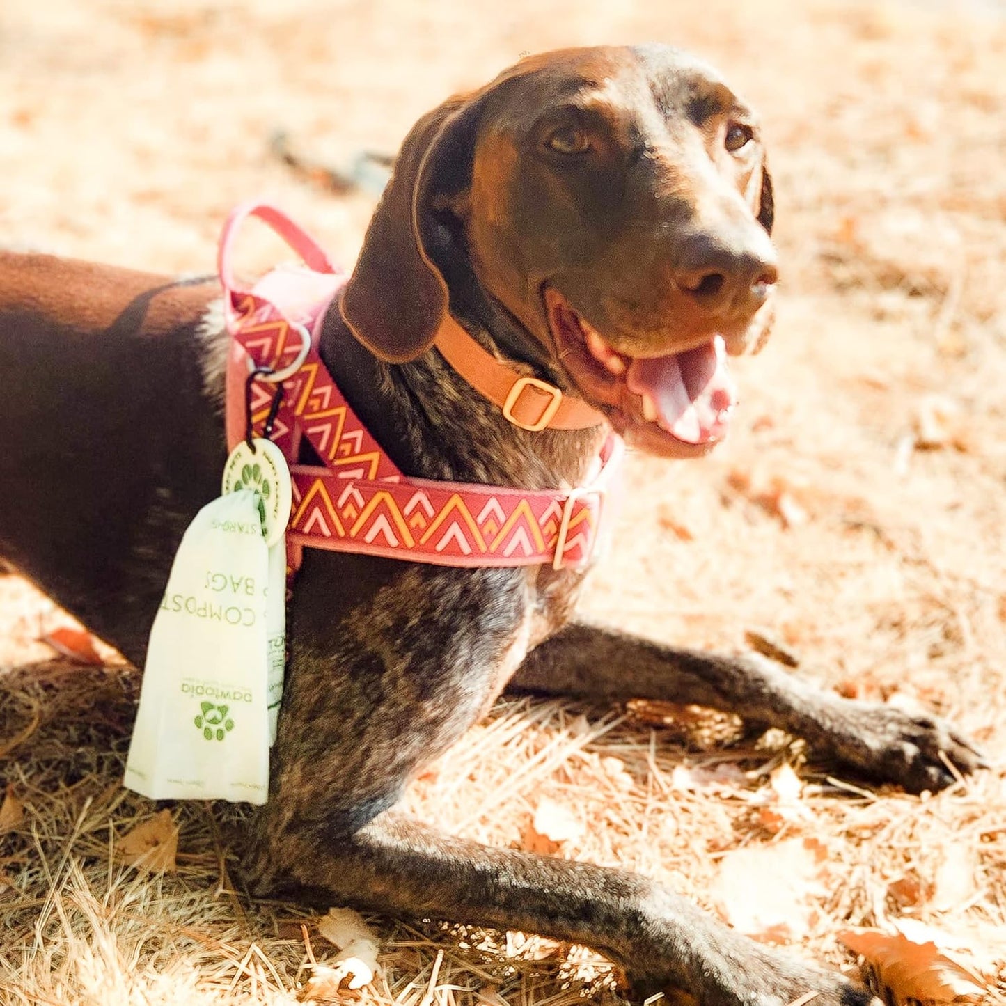 Pawtria Certified Home Compostable Dog Poop Bags (240 Bags + Lavender Carrier), Biodegradable Pet Waste Bags, Vegetable Starches, Leak proof Dog Waste Bags, Light-weight silicone made bag carrier