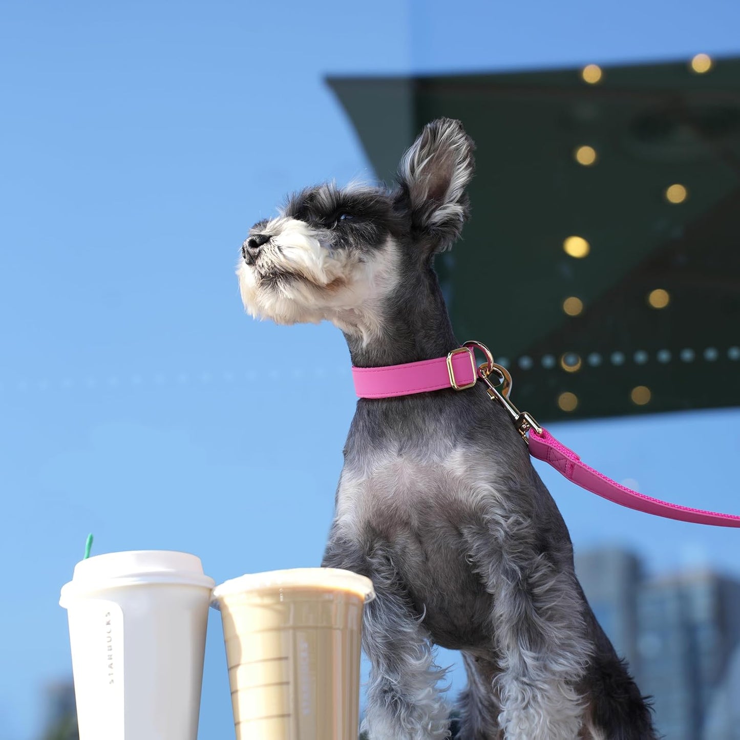 PET ARTIST Soft PU Leather Dog Collar, Bright & Stylish Hot Pink Dog Collar Girl with Quick Release Rose Metal Buckle, Nylon Padded Durable Pet Collars Adjustable for Small Dogs, Neck Fit 9-14"