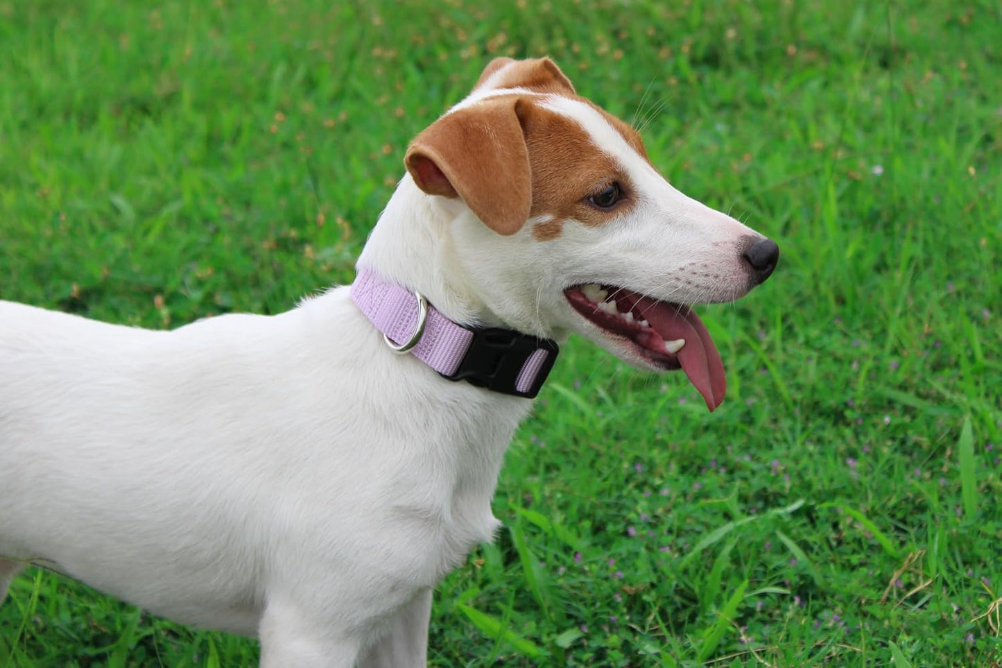 Mikivery Nylon Dog Collar with Quick Release Buckle Soft Adjustable Sturdy for Small Medium Large Dogs Violet,M