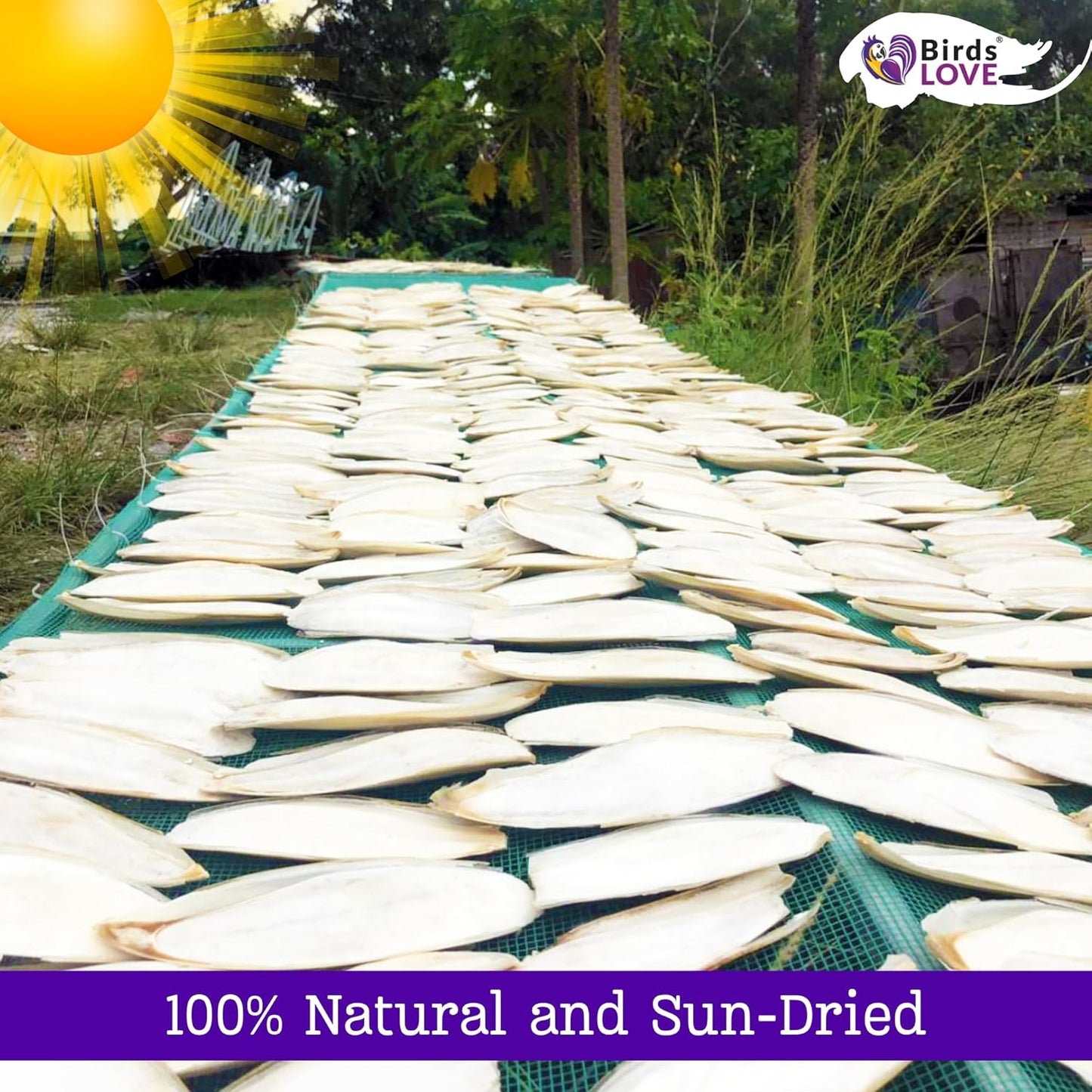 Birds LOVE Natural Cuttlebone | 100% Pure Sun-Dried Calcium Supplement for Birds, Tortoises, Snails & Crabs | Supports Beak & Shell Health | Easy to Chew | 3 Pack, Size 5.5 to 6"