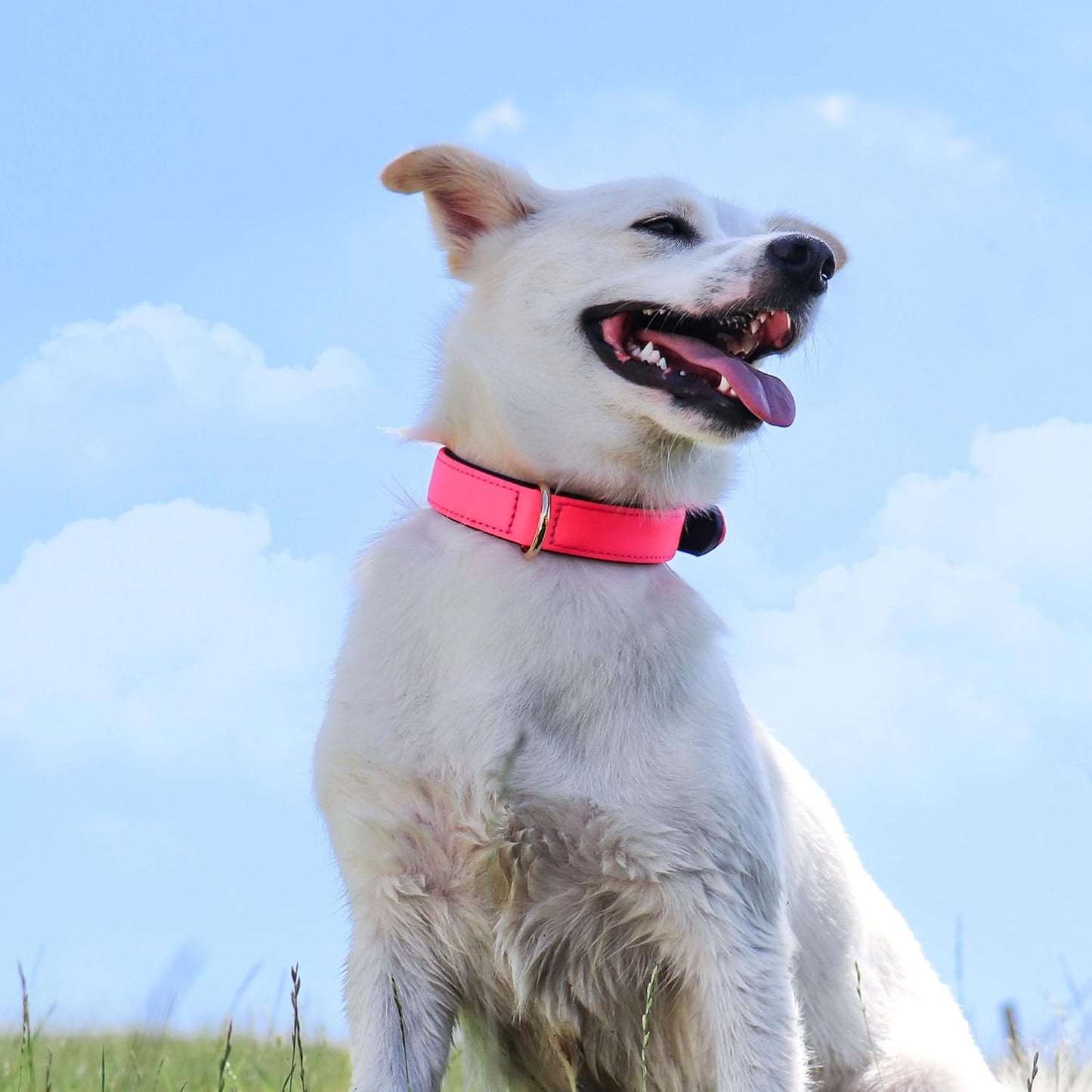 Didog Soft Padded Dog Collars for Small Dogs, Lightweight and Breathable Pink Dog Collar with Metal Buckle, Pink, M